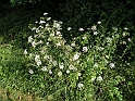 SanDamianoD'AstiA135