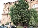 Vigone_13