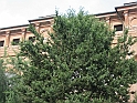 Vigone_14