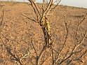Jerba_012