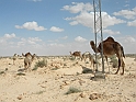 Jerba_080