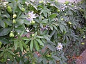 Torbole-2