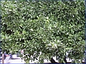 Limoni