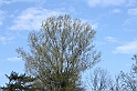 PienaPoMarzo2009_59