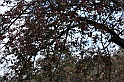 PienaPoMarzo2009_84