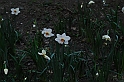 TorinoPrimavera2009_226