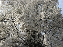 BorgoMedioevale_159