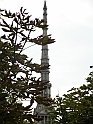 MoleAntonelliana11