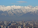 MoleAntonelliana56