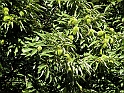 ParcoEuropa_091