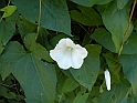 ParcoEuropa_096