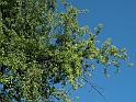 ParcoEuropa_101
