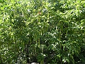ParcoEuropa_106