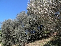 ParcoEuropa_110