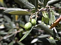 ParcoEuropa_111