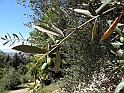 ParcoEuropa_112