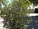 ParcoEuropa_154