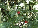 ParcoEuropa_156