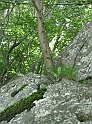 Sacra2_206