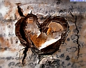 cuore_35