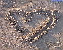 cuore_62