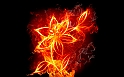 Flower_Fire_Wallpaper