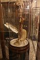 10AnniAnatomiaFrutta_71