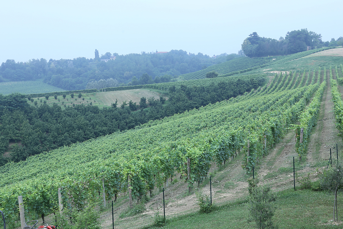 CàColomba_75.jpg - Agriturismo Cà Colomba - San Damiano d'Asti - Veduta sulle colline circostanti