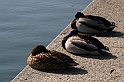 Curiosita'_25