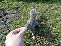 Curiosita'_43
