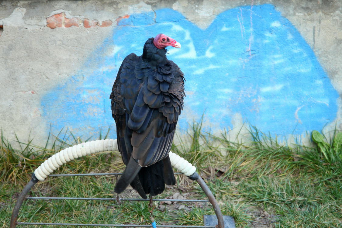 Falconeria_03.JPG