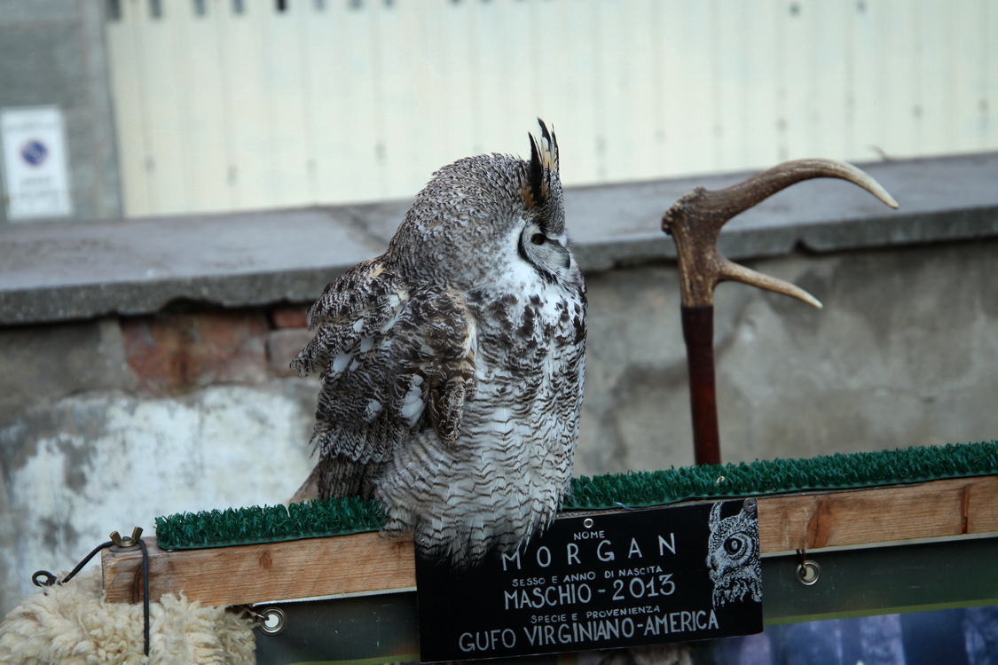 Falconeria_04.JPG
