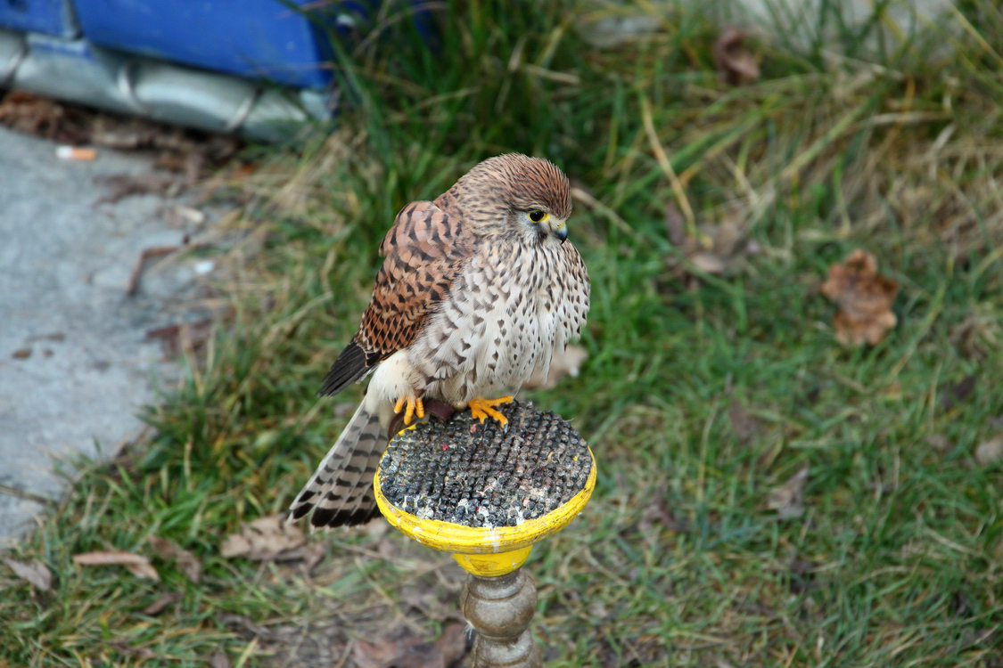 Falconeria_06.JPG