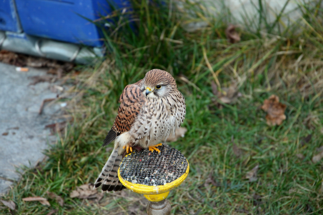 Falconeria_08.JPG