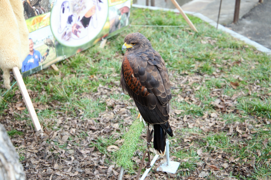Falconeria_09.JPG
