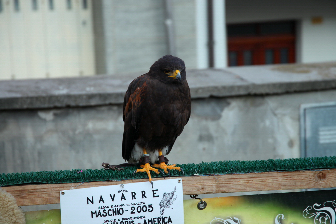 Falconeria_13.JPG
