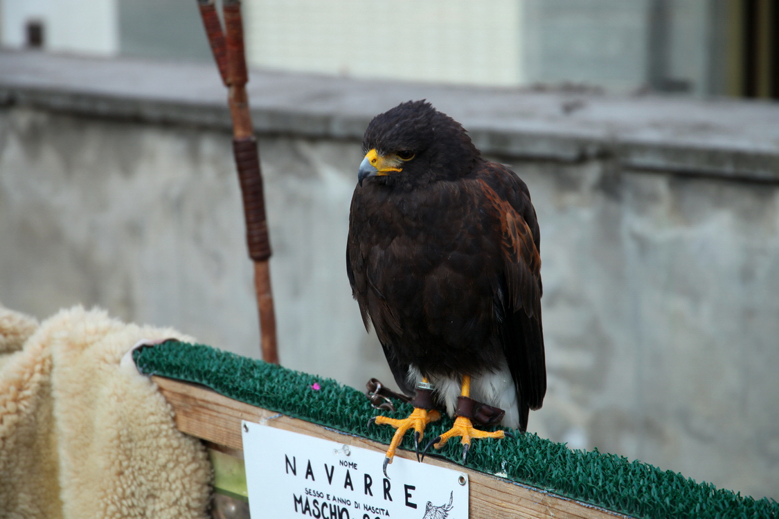 Falconeria_17.JPG