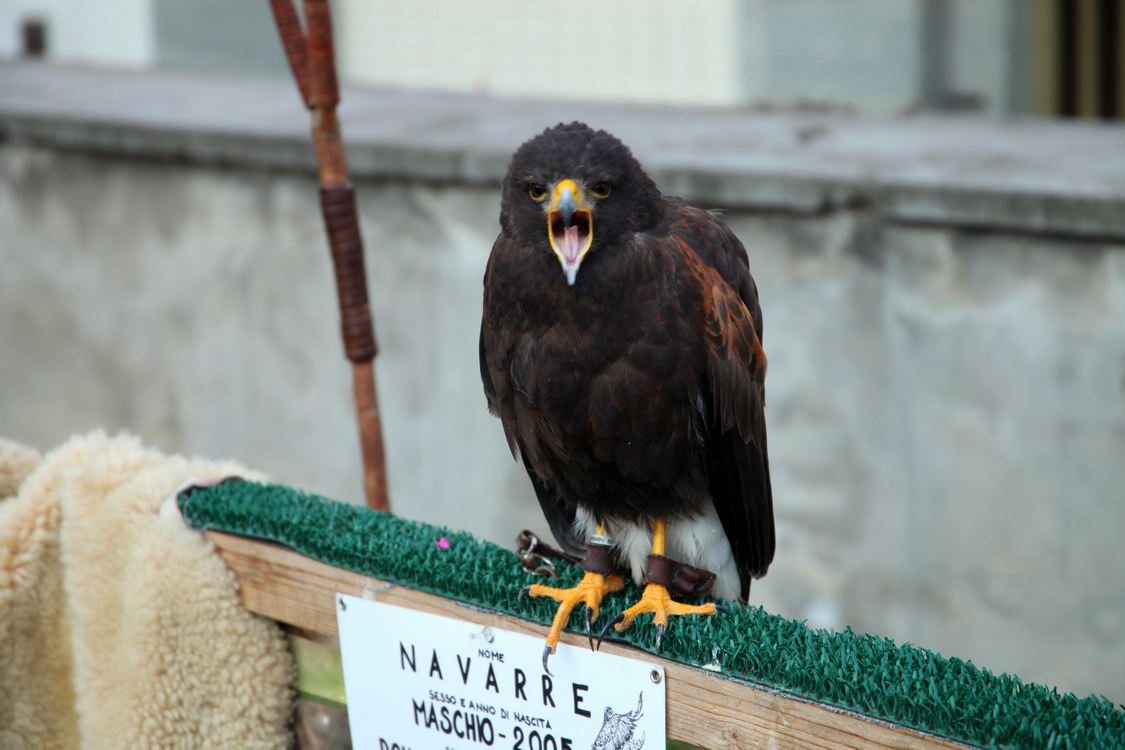 Falconeria_18.JPG