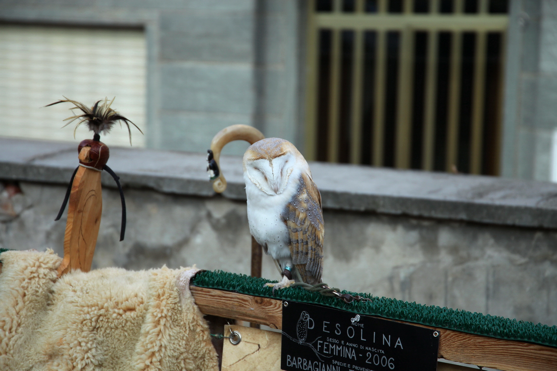 Falconeria_23.JPG