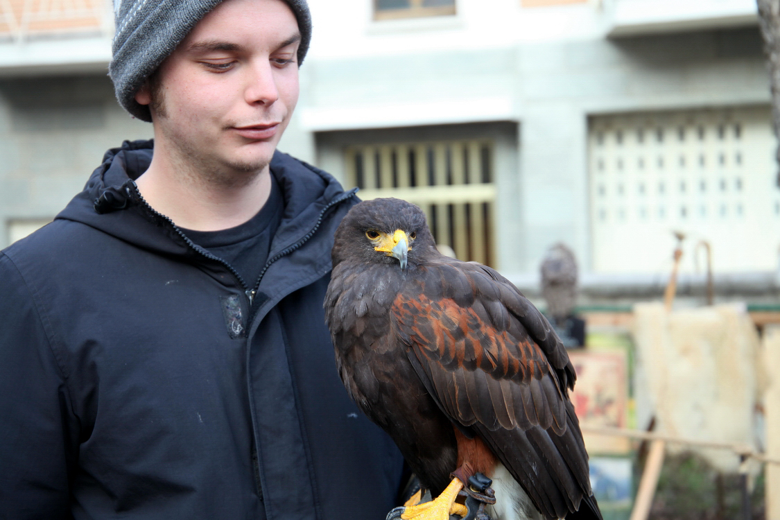 Falconeria_25.JPG