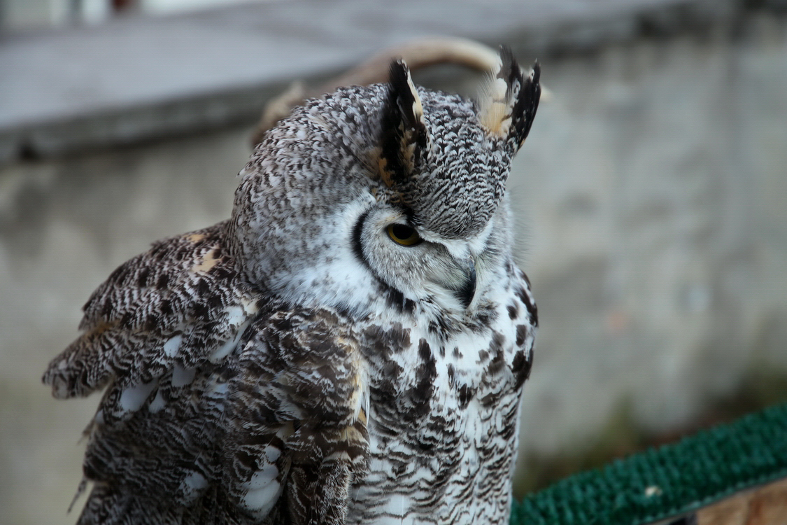 Falconeria_29.JPG