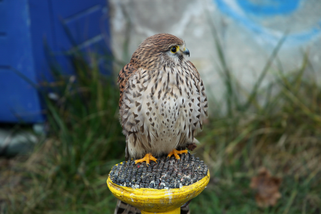 Falconeria_41.JPG