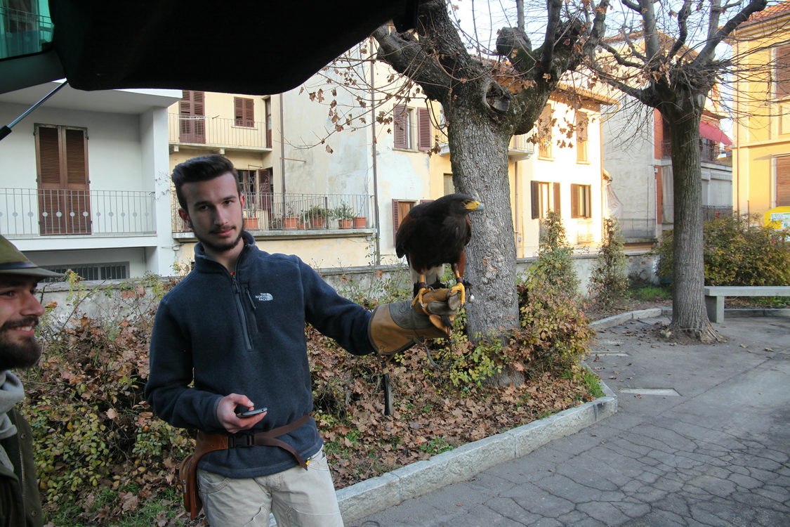 Falconeria_46.JPG