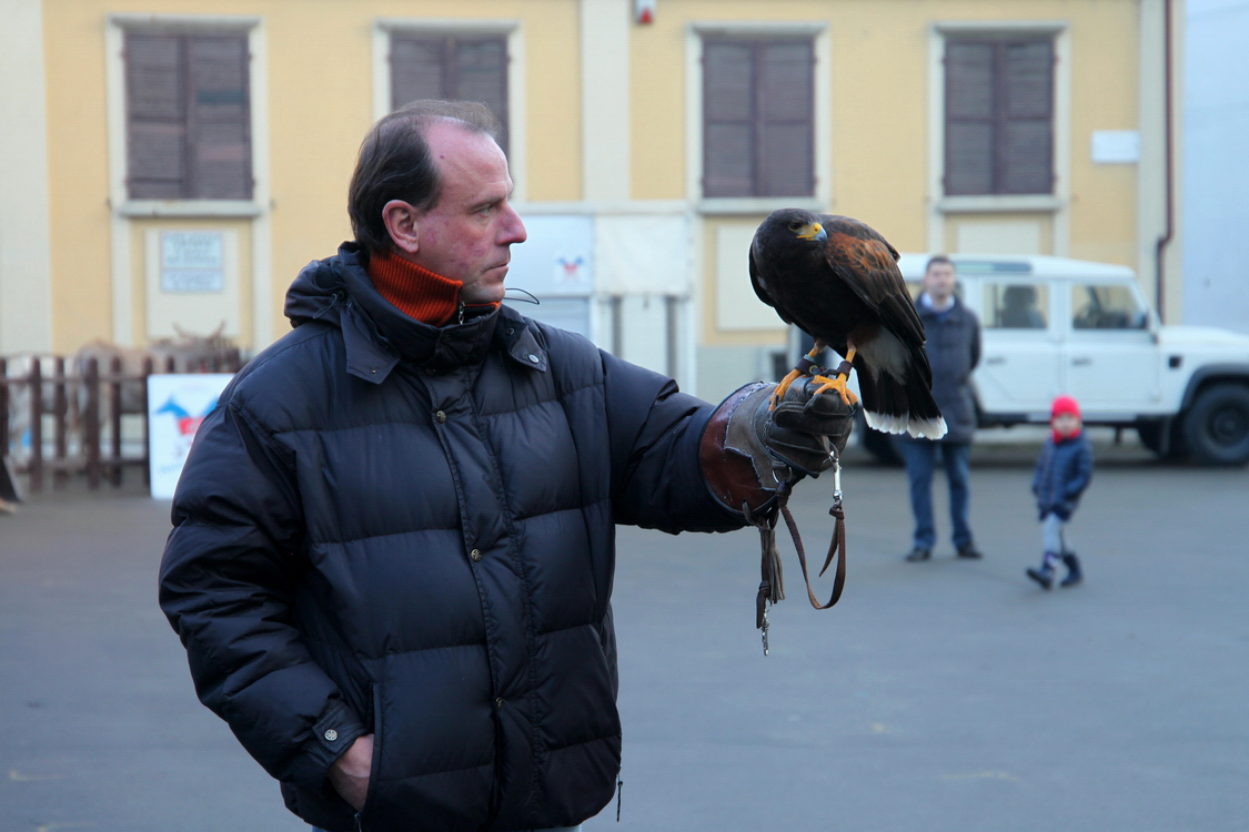 Falconeria_50.JPG