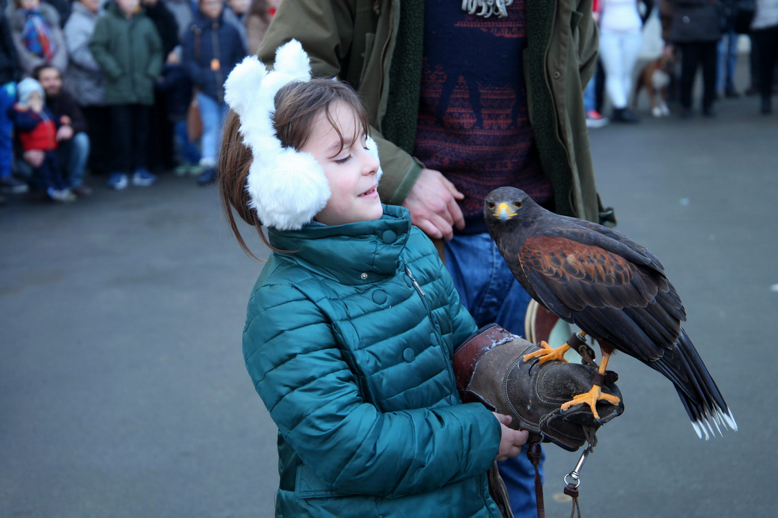 Falconeria_57.JPG