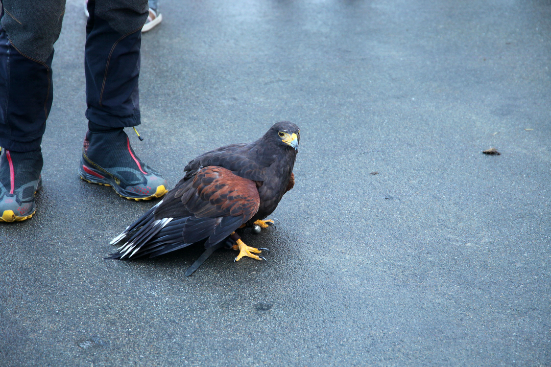 Falconeria_65.JPG