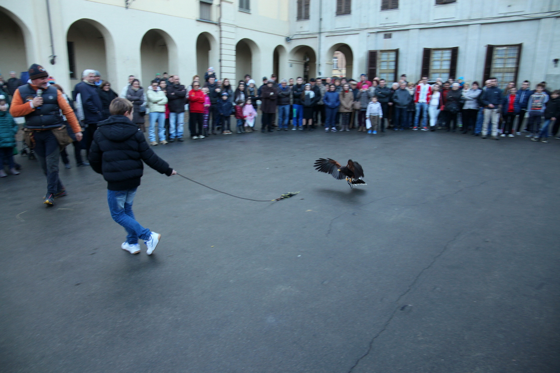 Falconeria_67.JPG