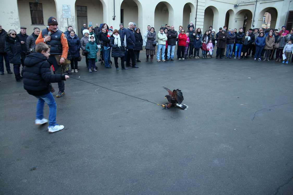 Falconeria_68.JPG
