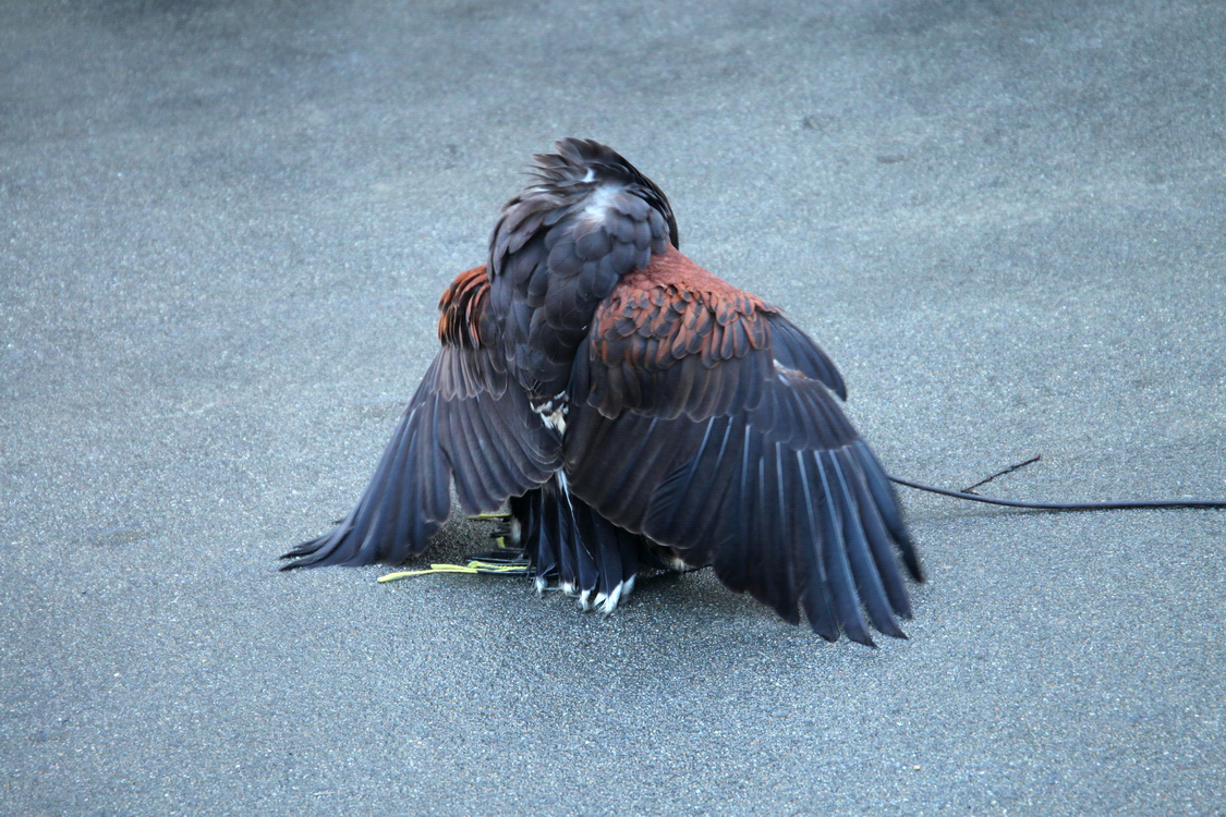 Falconeria_70.JPG