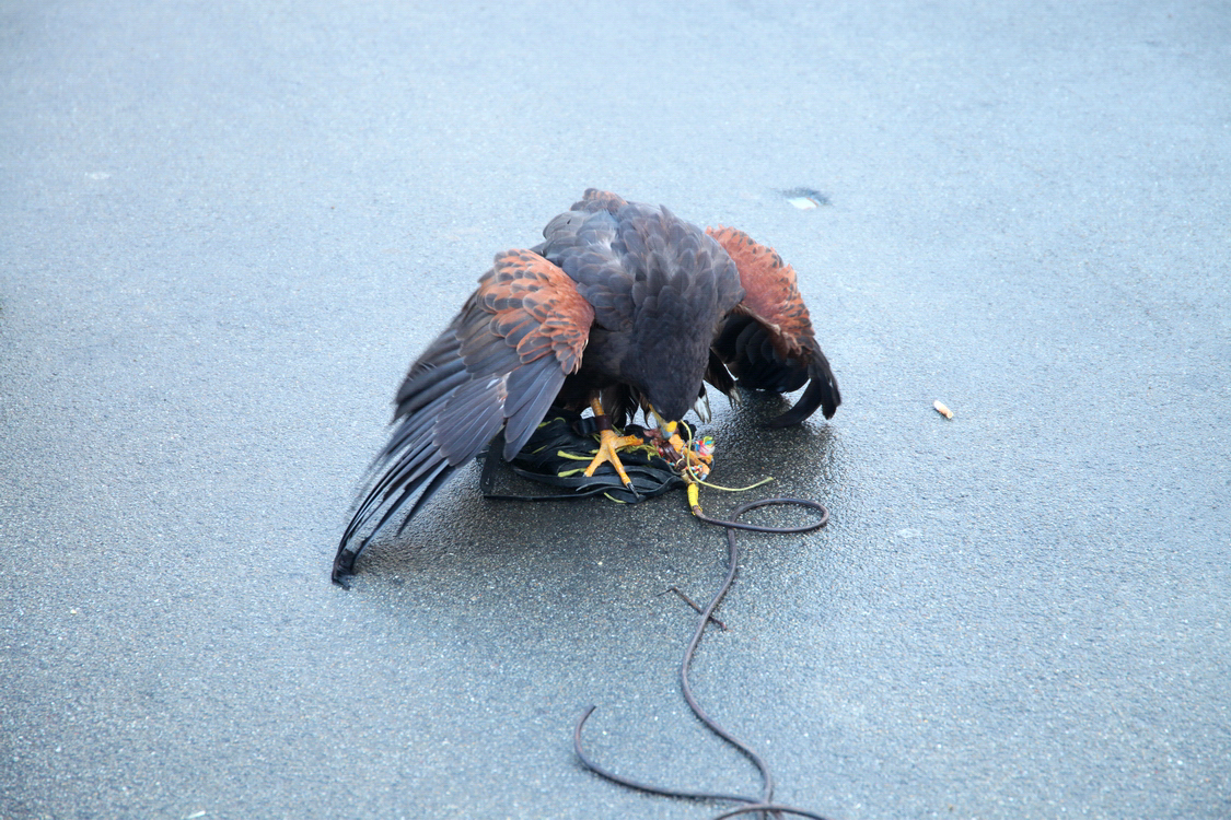 Falconeria_71.JPG